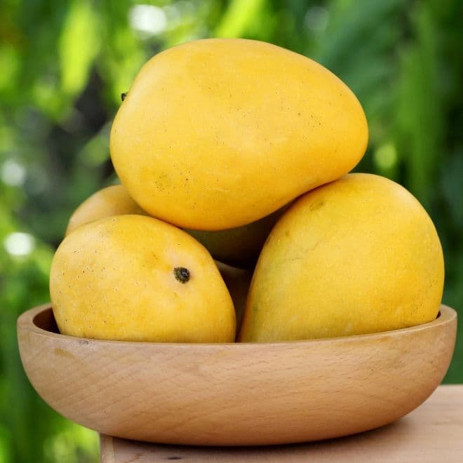 Handpicked premium Alphonso mangoes with natural golden blush