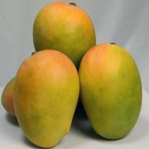 Saffron Kesar mangoes from Gujarat and Maharashtra belt