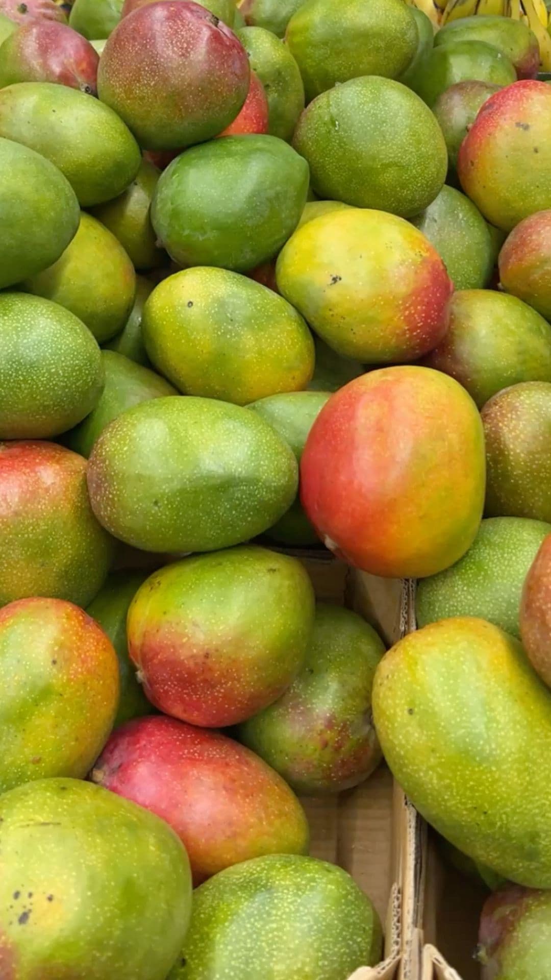 Export packed fresh Kesar mango consignment