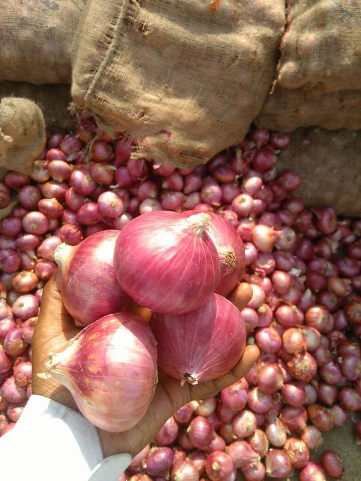 Bulk palletized onions ready for container shipping